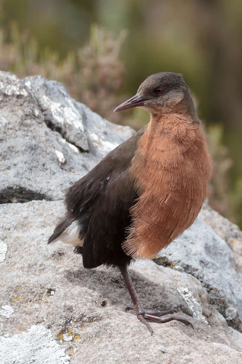 Rouget's Rail - ML630594663
