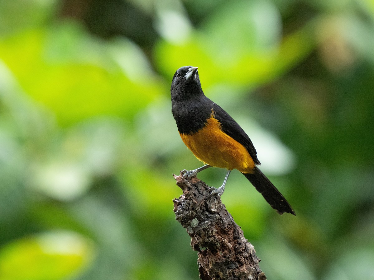 Montserrat Oriole - ML630594668
