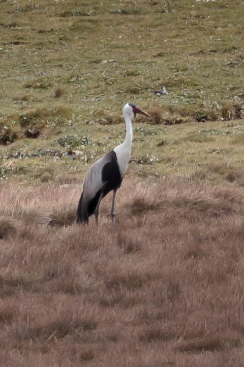 Wattled Crane - ML630594669