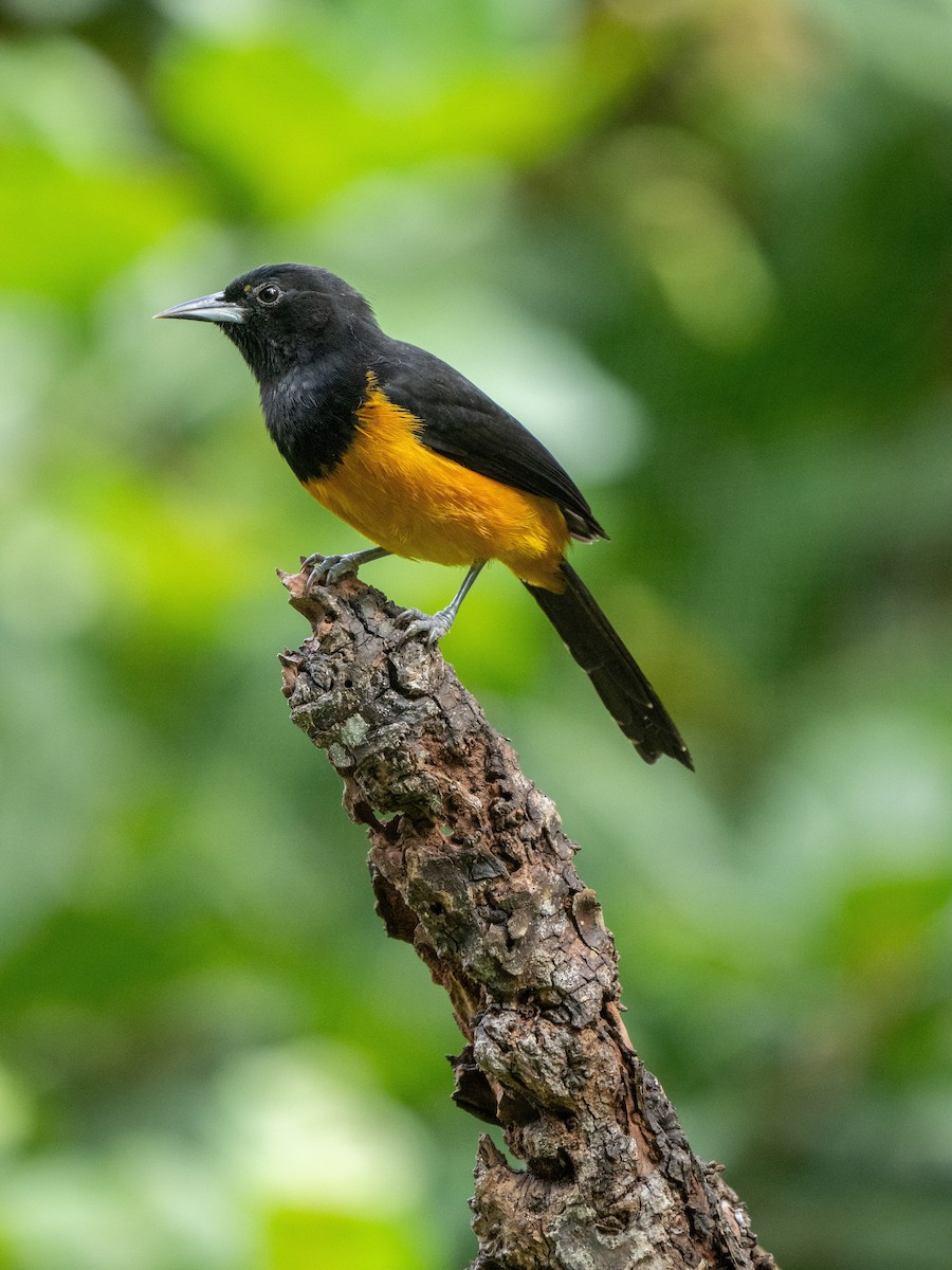 Montserrat Oriole - ML630594671