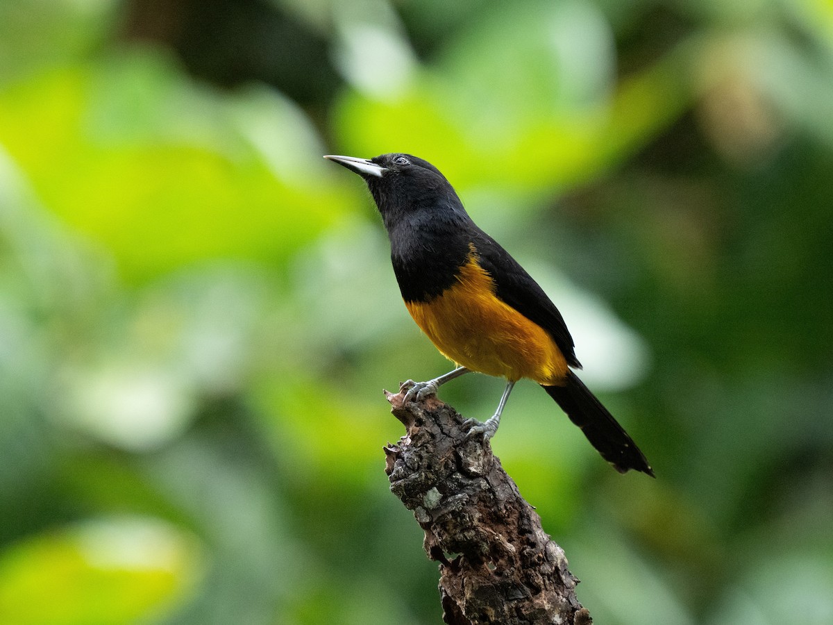Montserrat Oriole - ML630594672
