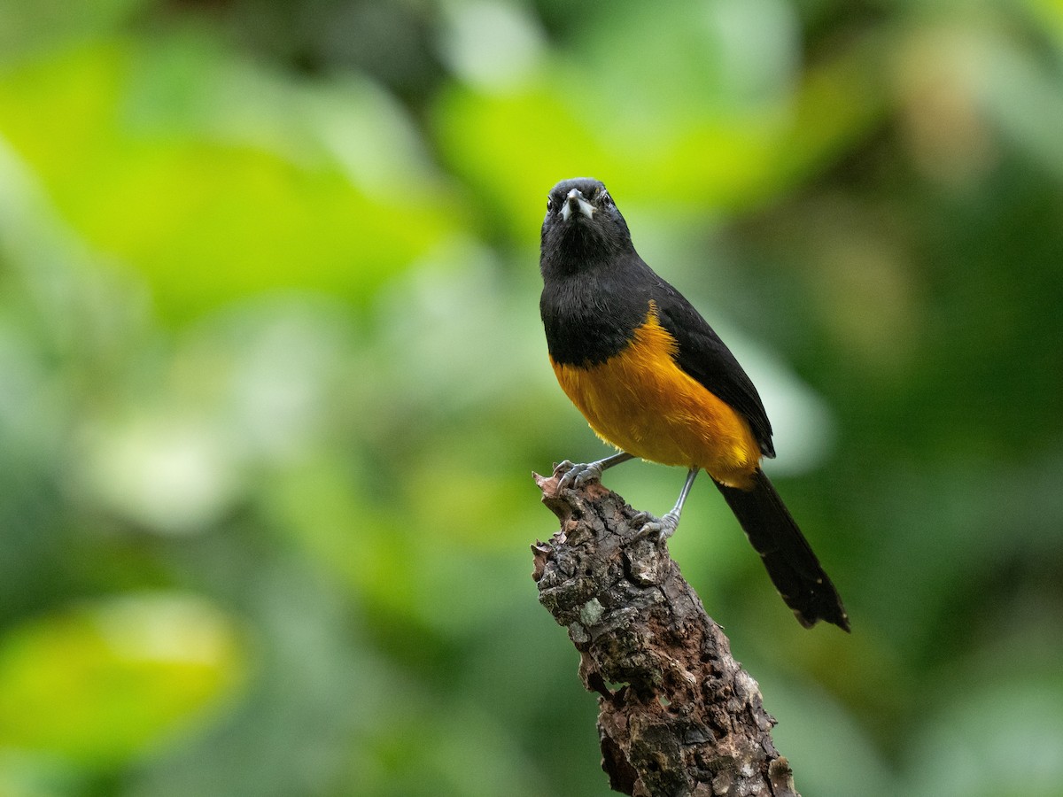 Montserrat Oriole - ML630594673