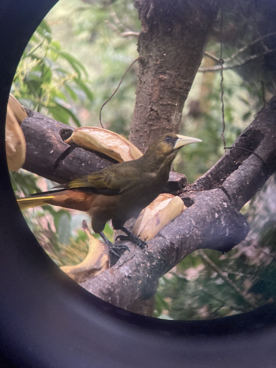 Dusky-green Oropendola - ML630594684