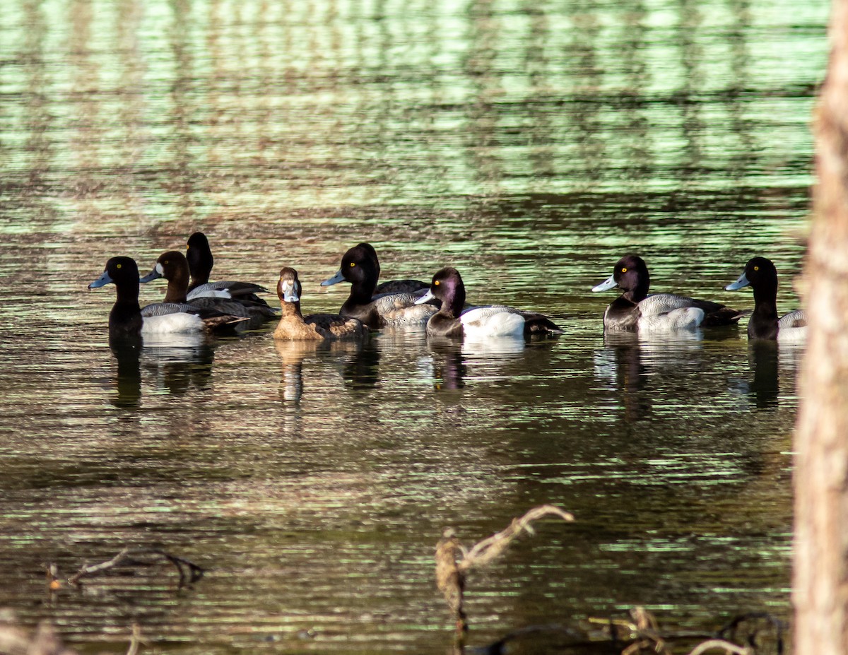 Lesser Scaup - ML630594733