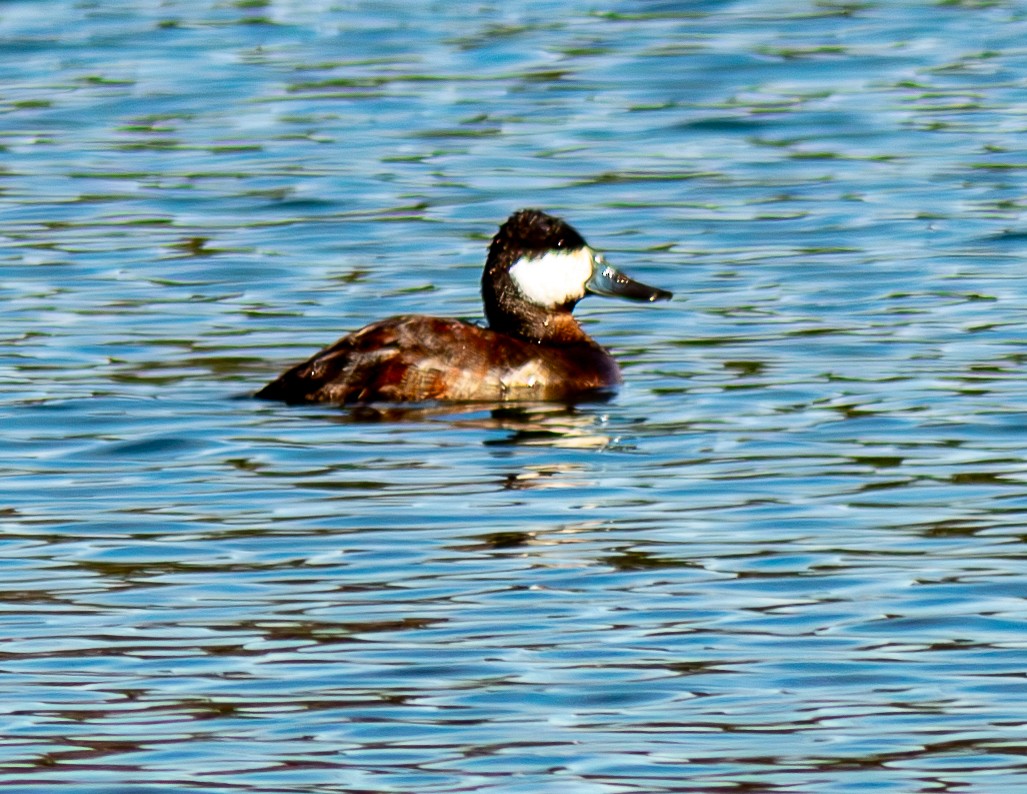 Ruddy Duck - ML630594752