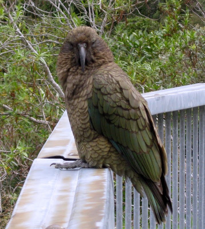 Кеа - ML630595183