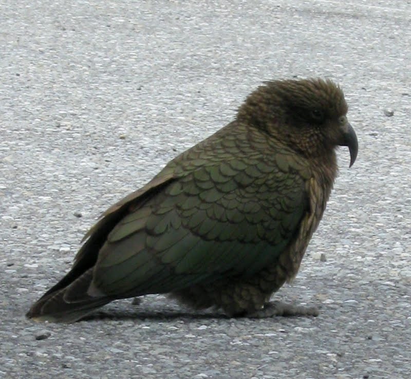 Кеа - ML630595184