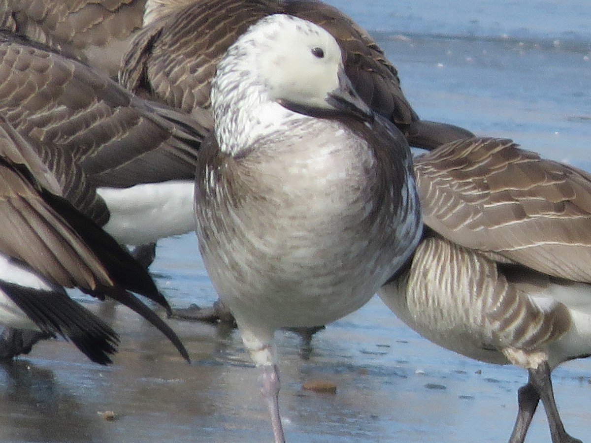 Snow/Ross's x Cackling/Canada Goose (hybrid) - ML630595244