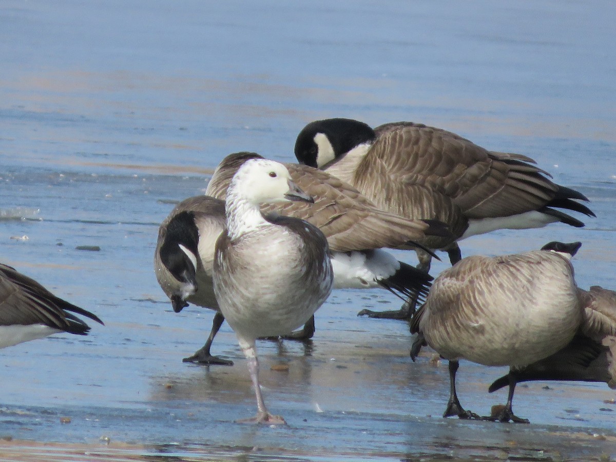 Snow/Ross's x Cackling/Canada Goose (hybrid) - ML630595245