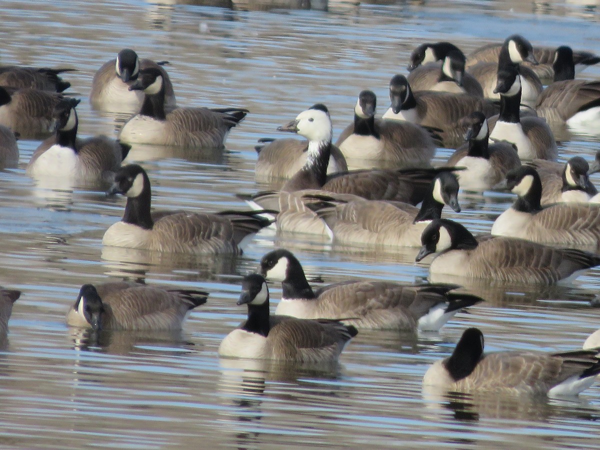 Snow/Ross's x Cackling/Canada Goose (hybrid) - ML630595246
