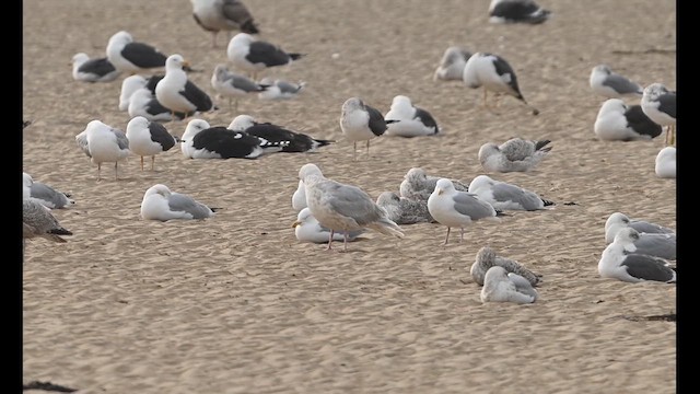 Glaucous Gull - ML630595539