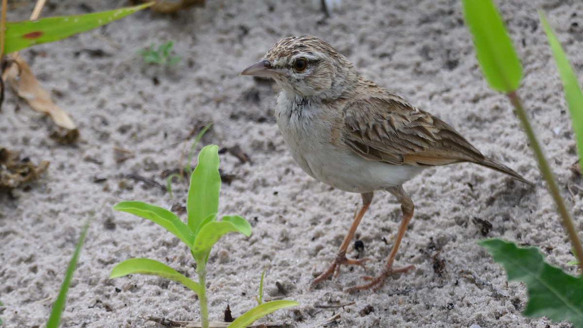 Fawn-colored Lark - ML630595806