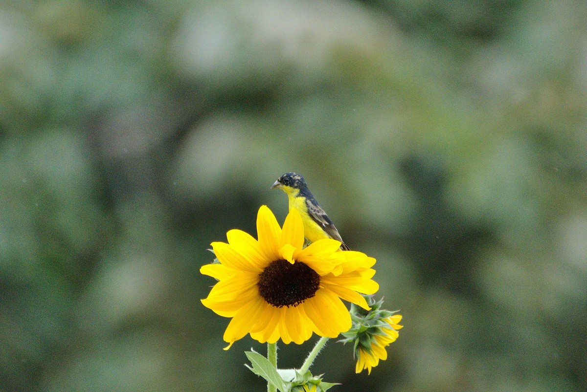 Lesser Goldfinch - ML630595888