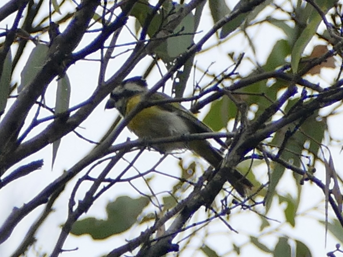 Western Shrike-tit - ML630595985