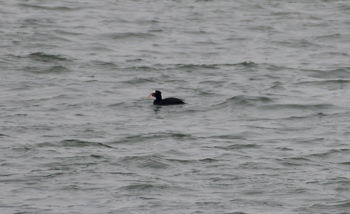 Surf Scoter - ML630595991