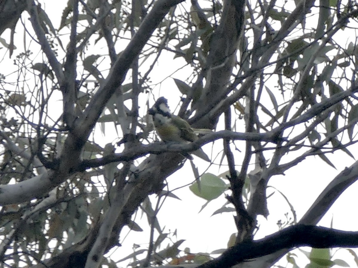 Western Shrike-tit - ML630596071