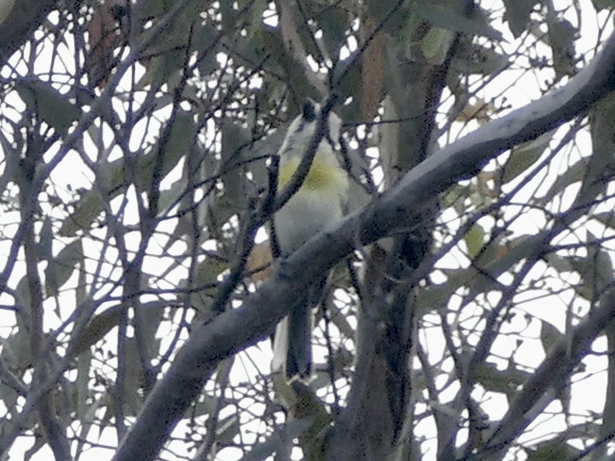 Western Shrike-tit - ML630596072