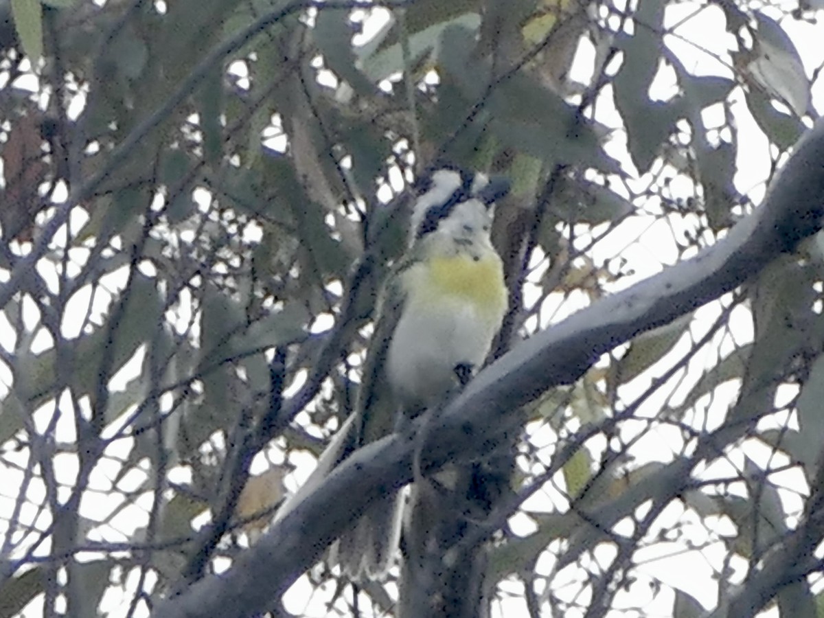 Western Shrike-tit - ML630596073