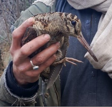Eurasian Woodcock - ML630596083