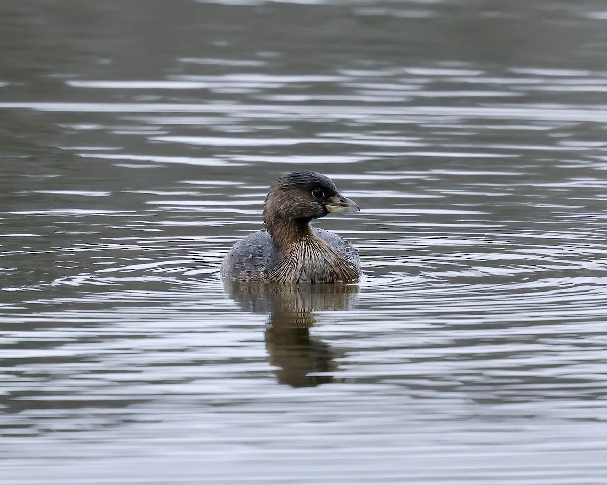 Pied-billed Grebe - ML630596137