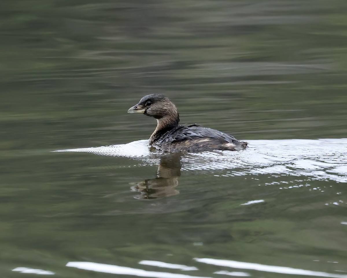 Pied-billed Grebe - ML630596138