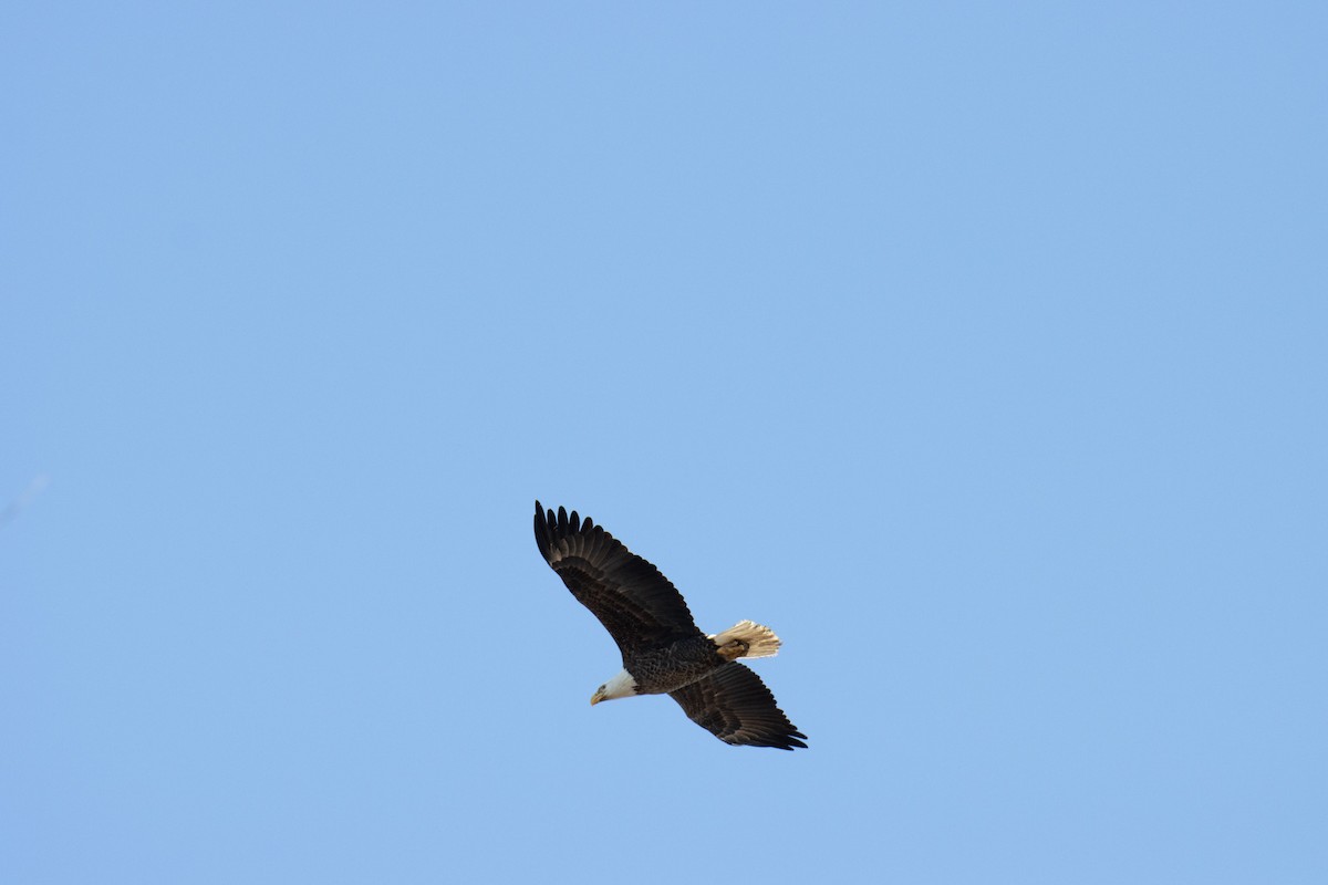 Bald Eagle - ML630596189