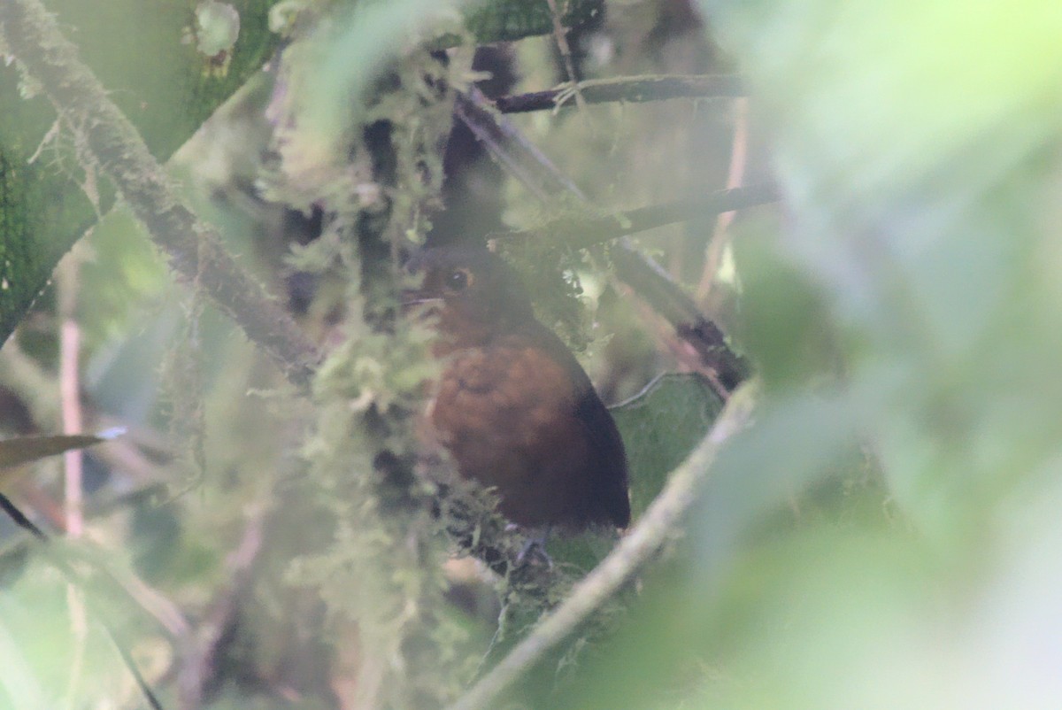 Slate-crowned Antpitta (Slate-crowned) - ML630596242