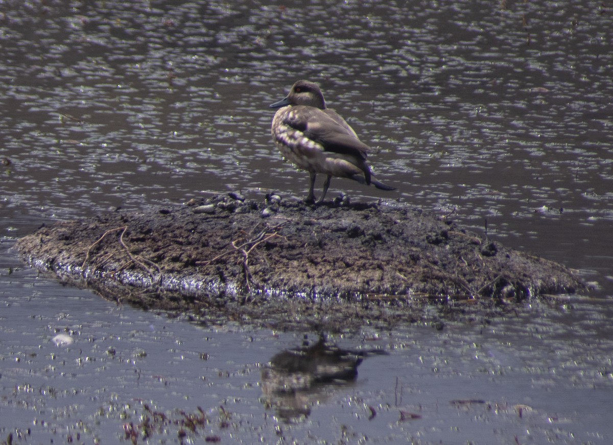 Crested Duck - ML630596324
