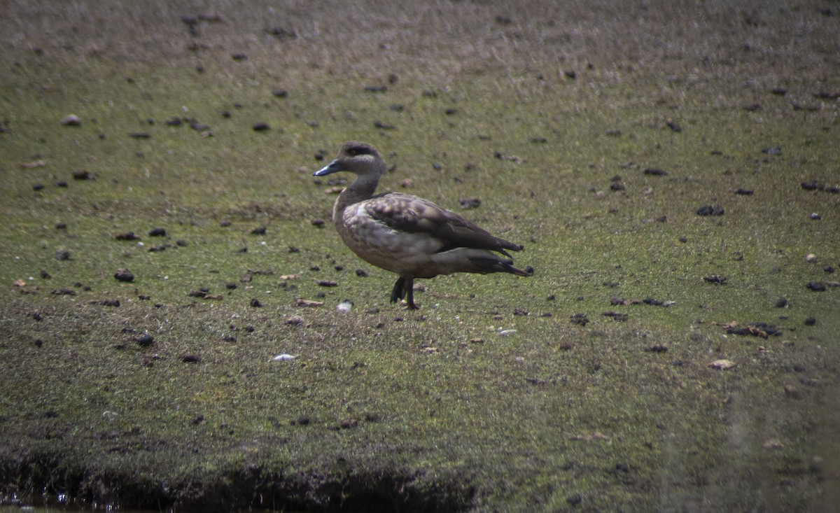 Crested Duck - ML630596326