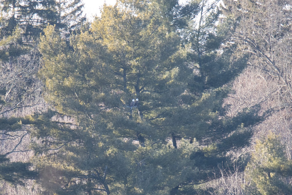 Bald Eagle - ML630596339