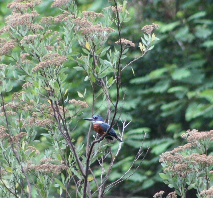 Ringed Kingfisher - ML630596355