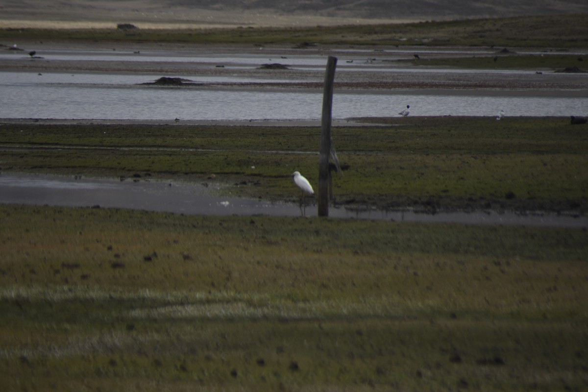 Snowy Egret - ML630596379