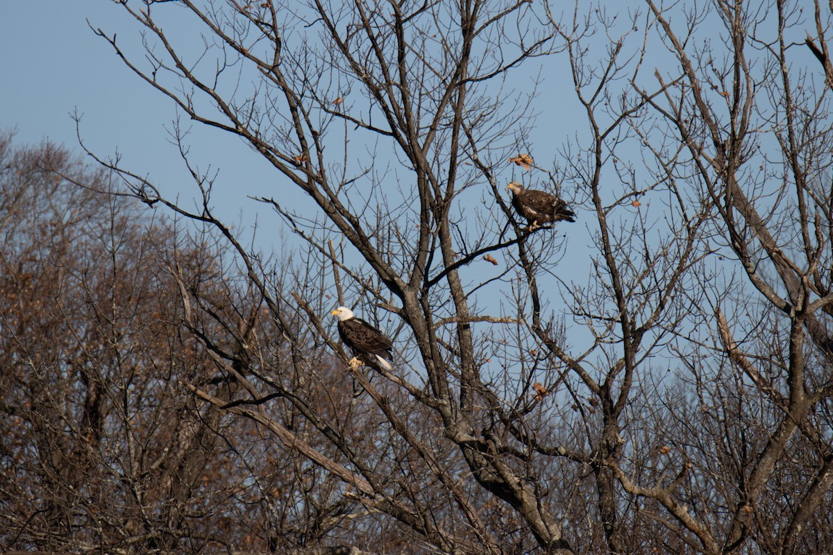 Bald Eagle - ML630596382