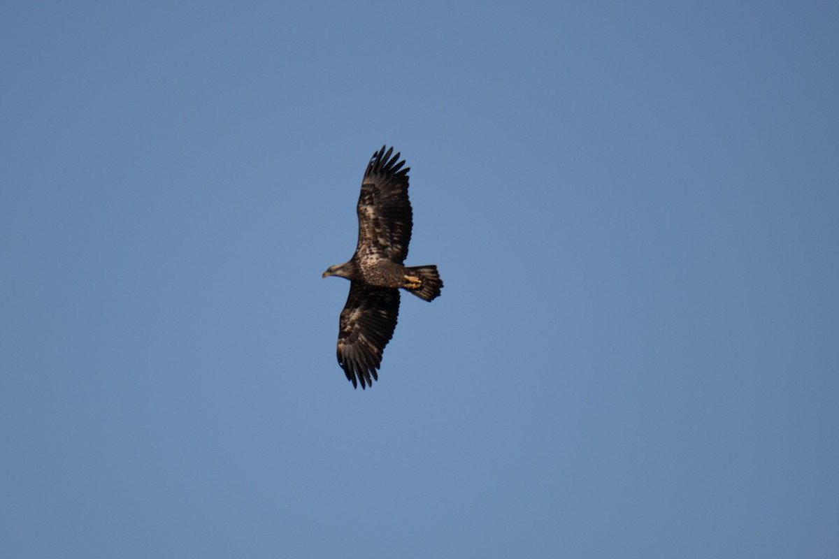 Bald Eagle - ML630596388