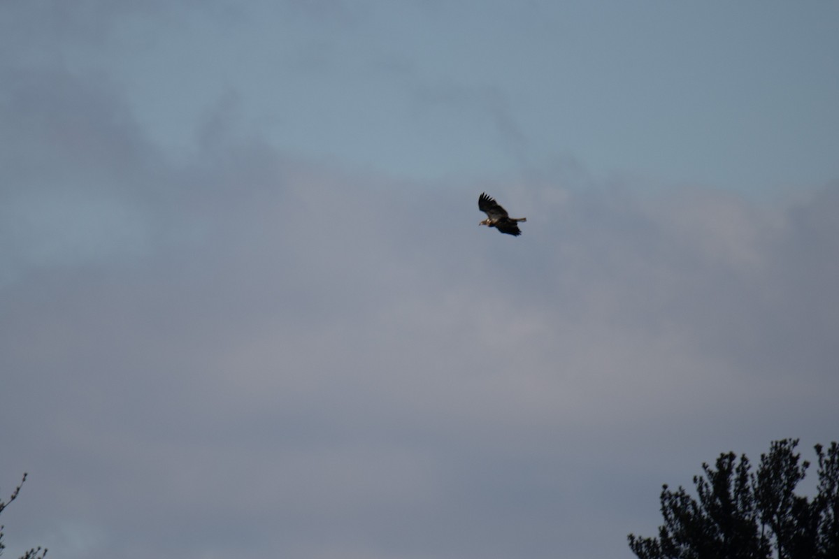 Bald Eagle - ML630596394