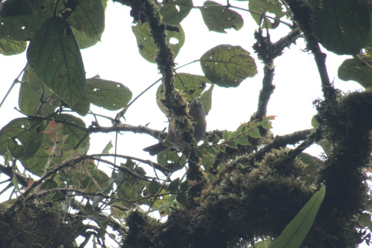 Common Chlorospingus (Northern Andes) - ML630596425