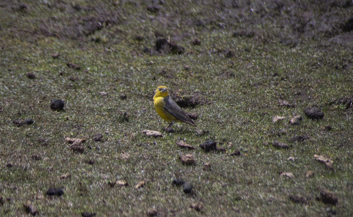 Bright-rumped Yellow-Finch - ML630596528