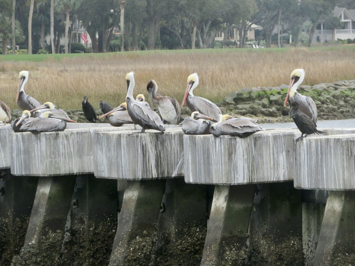 Brown Pelican - ML630596759