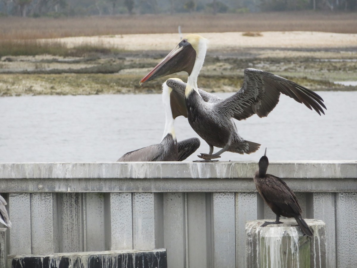 Brown Pelican - ML630596760