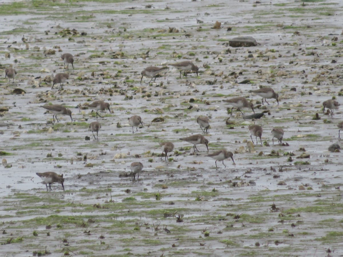 Хар элсэг - ML630596772