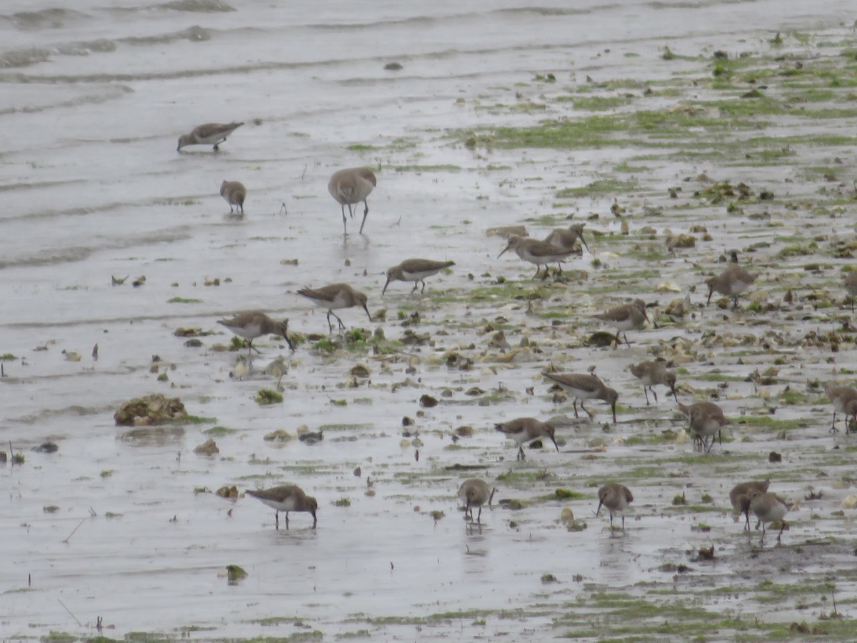 Хар элсэг - ML630596773