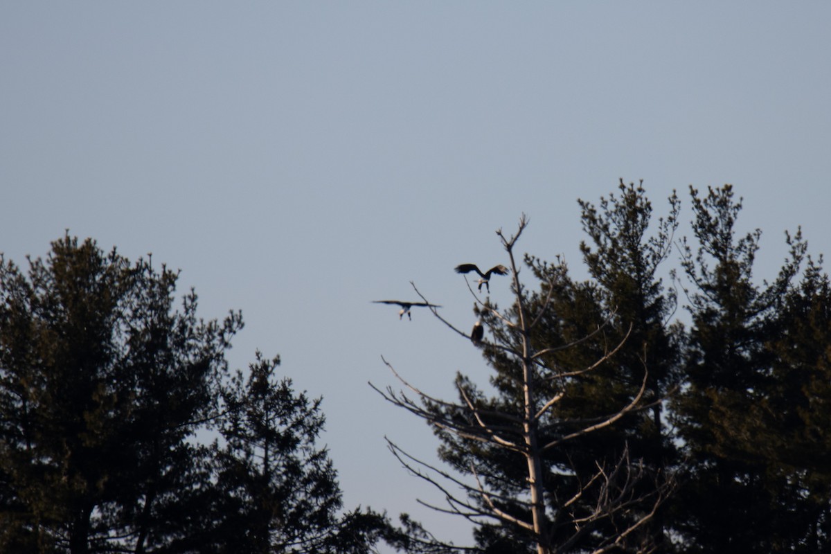 Bald Eagle - ML630596798