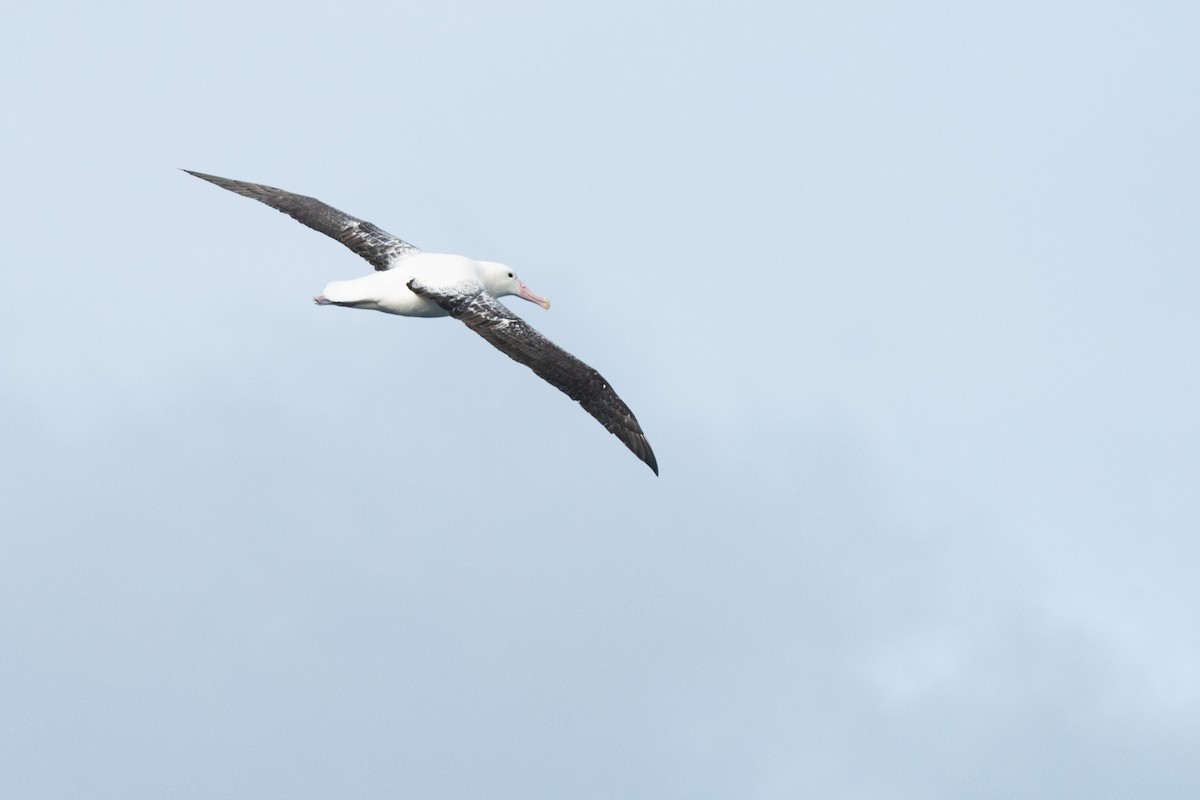 Northern/Southern Royal Albatross - ML630596898