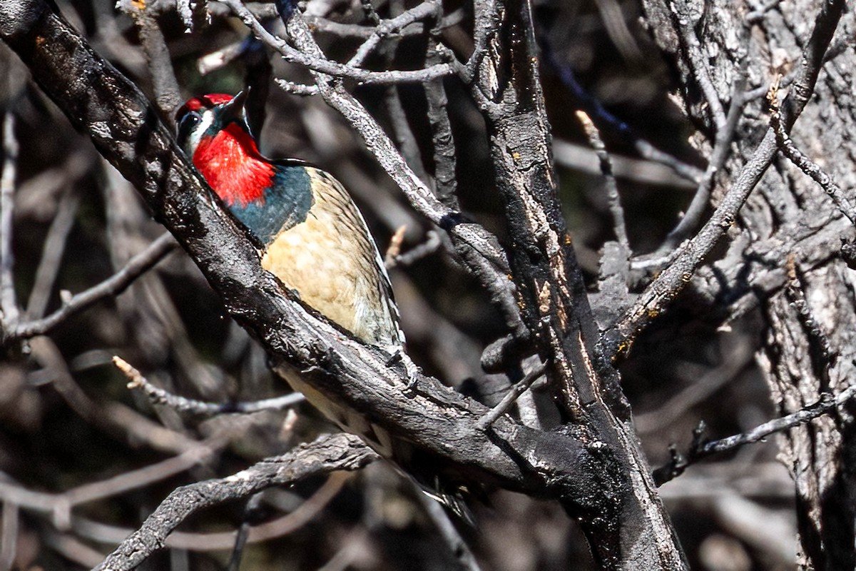 Red-naped Sapsucker - ML630597116