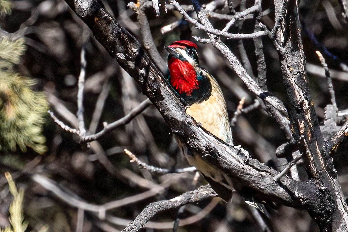 Red-naped Sapsucker - ML630597117