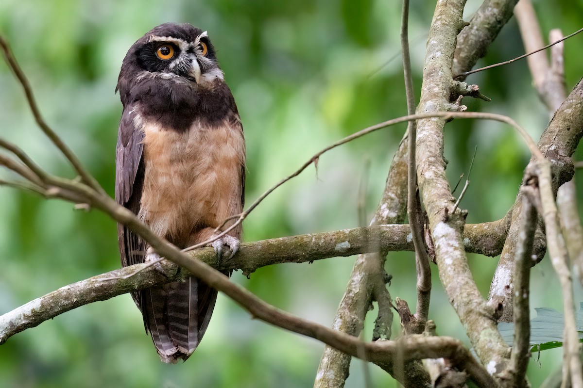 Spectacled Owl - ML630597135