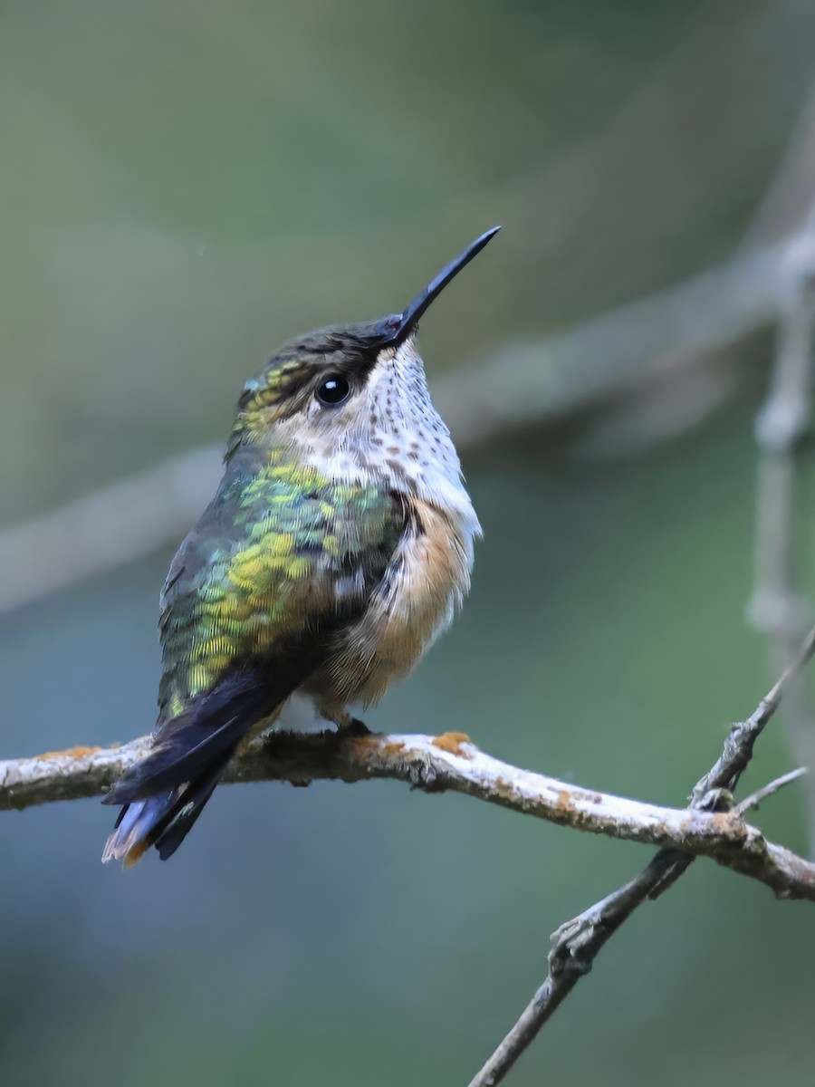 Wine-throated Hummingbird - ML630597203
