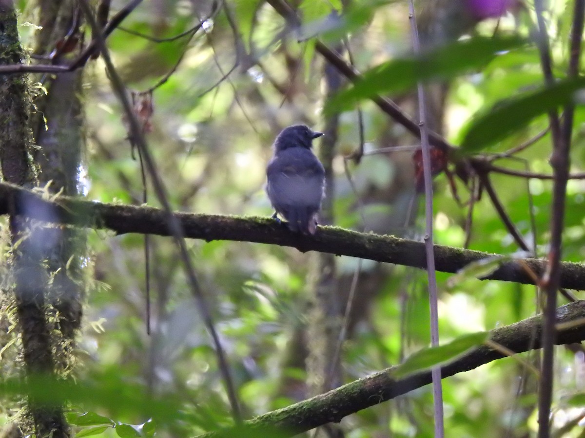 Plumbeous Antvireo - ML630597217