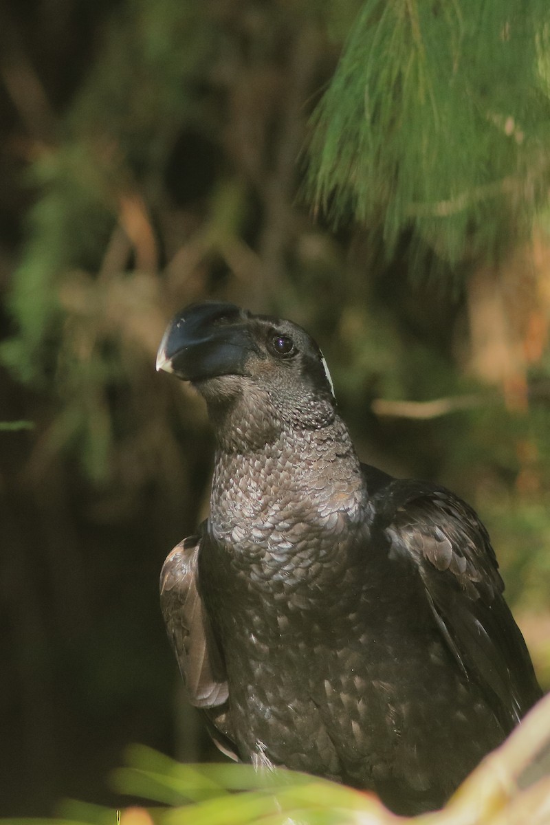 Thick-billed Raven - ML630597284