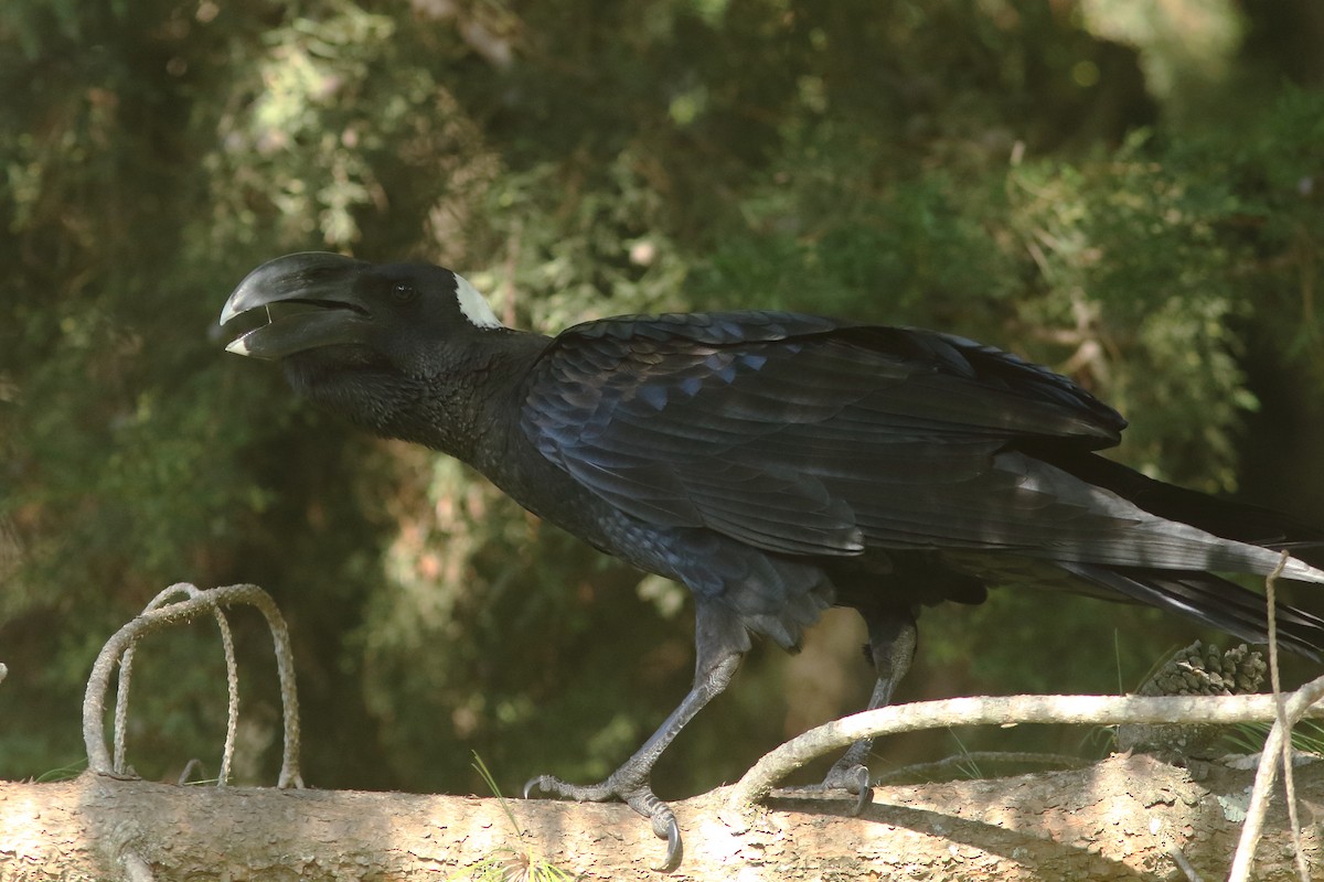 Thick-billed Raven - ML630597288